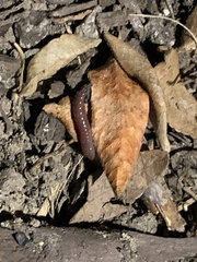 Lumbricus terrestris