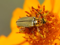 Chauliognathus hieroglyphicus