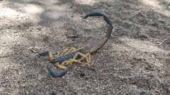 Centruroides fulvipes