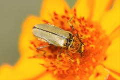 Chauliognathus hieroglyphicus