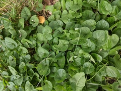 Viola odorata