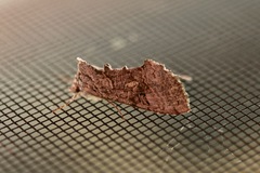 Syngrapha viridisigma