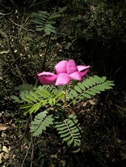 Tephrosia glomeruliflora