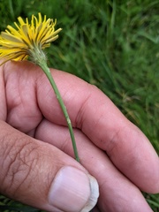Hypochaeris radicata