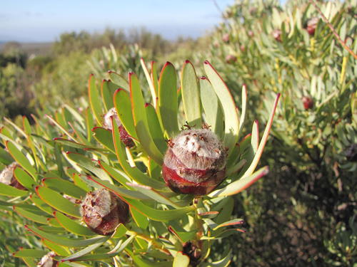 Leucadendron sheilae thumbnail