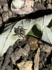 Naphrys pulex