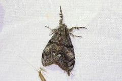 Orgyia pseudotsugata