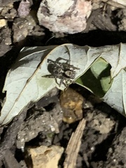 Naphrys pulex