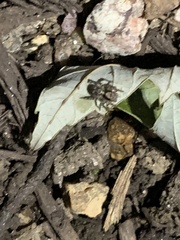 Naphrys pulex