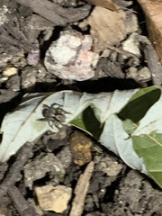 Naphrys pulex