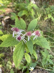 Media resource of Oclemena acuminata