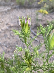 Cordylanthus wrightii