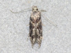 Recurvaria nanella