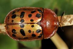 Conchyloctenia punctata