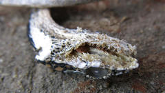 Thelotornis capensis capensis