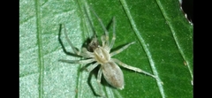 Anyphaenidae