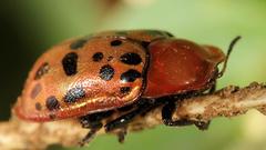 Conchyloctenia punctata