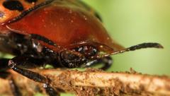 Conchyloctenia punctata