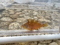 Pteragogus aurigarius