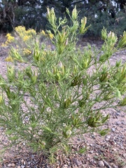 Cordylanthus wrightii