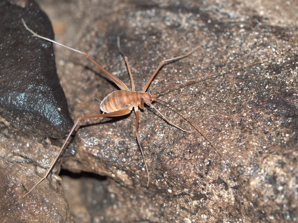 Cumberland Cave Cricket