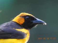 Icterus auricapillus