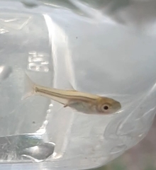 Pimephales notatus