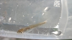 Pimephales notatus