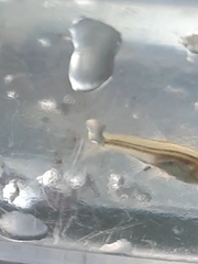 Pimephales notatus