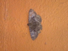 Lepidoptera