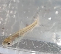 Pimephales notatus