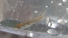Pimephales notatus