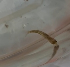 Pimephales notatus