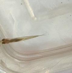 Pimephales notatus