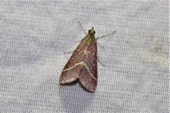 Pyrausta volupialis