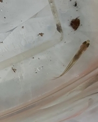 Pimephales notatus