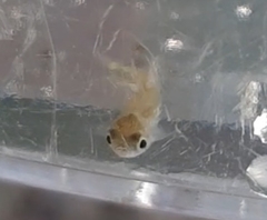 Pimephales notatus
