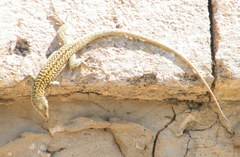 Podarcis siculus siculus