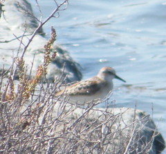 Calidris minuta