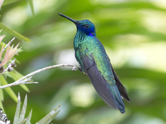 Colibri coruscans