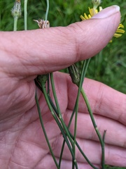 Hypochaeris radicata