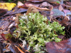 Tuckermanopsis subalpina