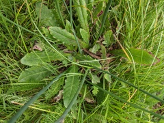 Hypochaeris radicata