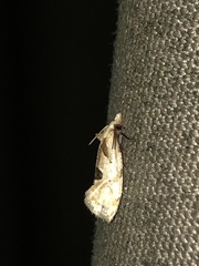 Aethes angustana