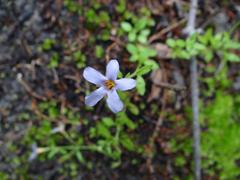 Chaenostoma cordatum