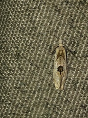 Aethes angustana