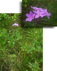 Tulbaghia