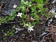 Chaenostoma cordatum