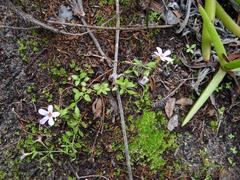 Chaenostoma cordatum