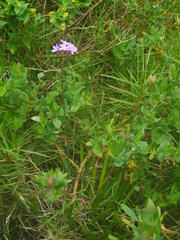 Tulbaghia